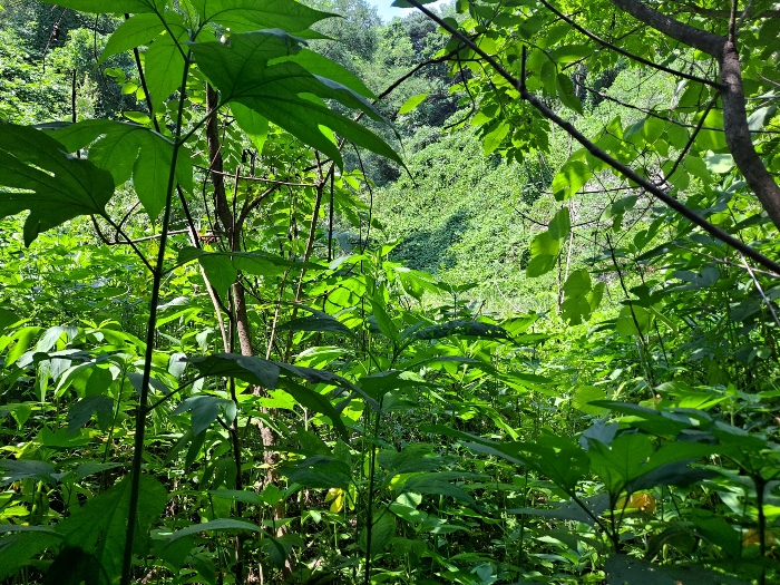 본건 북측 휴경지 부분