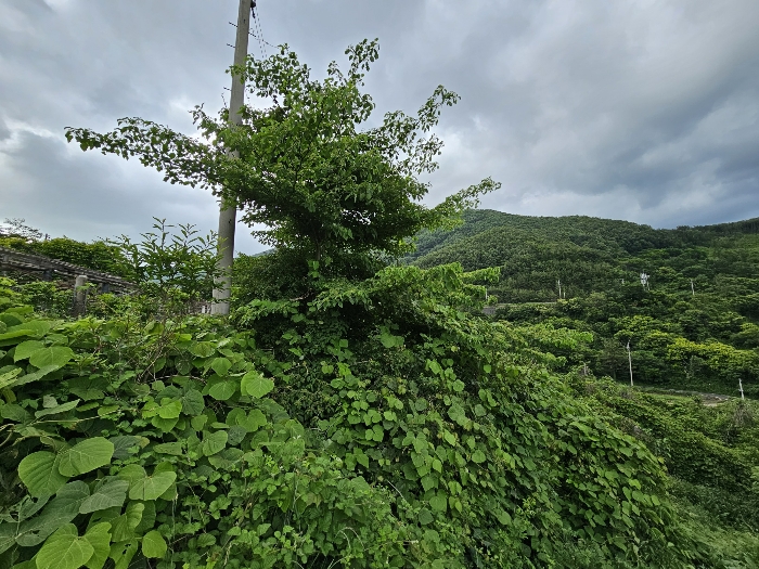 기호1 소재 제시외수목 전경