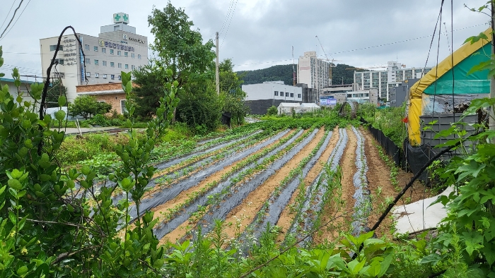 본 건 일련번호