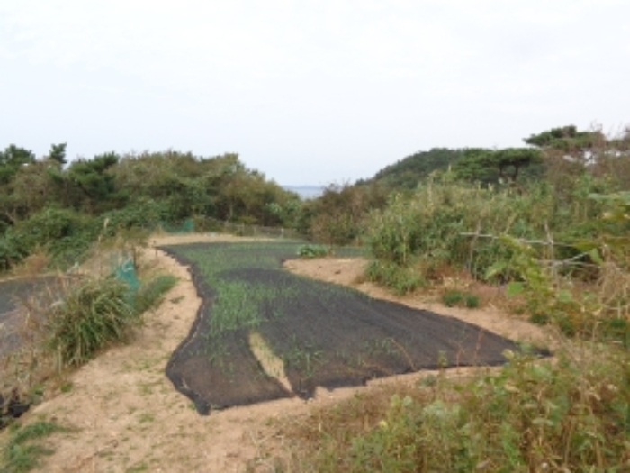 남서쪽 지상의 모습(가의도리 300 전과 인접한 부분)