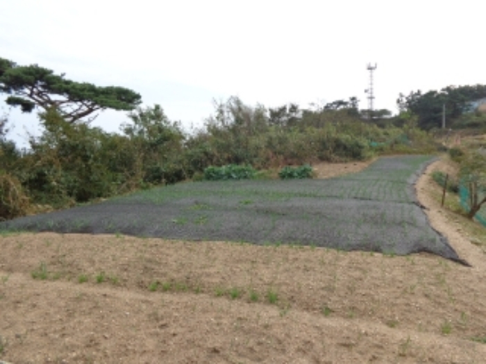 남서쪽 지상의 모습(가의도리 300 전과 인접한 부분)