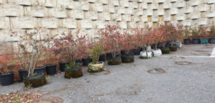 목록3 건물 옥상 주차장 쪽에 있는 다량의 화분