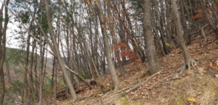 목록1 토지(임야) 전경