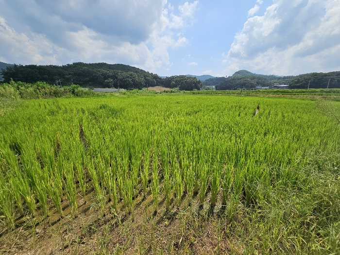 본건 전경