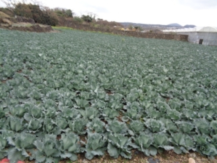 본 건(대림리 514-1) 전경