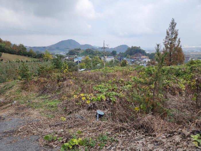 본건 기호 (1)지상 제시외수목 전경