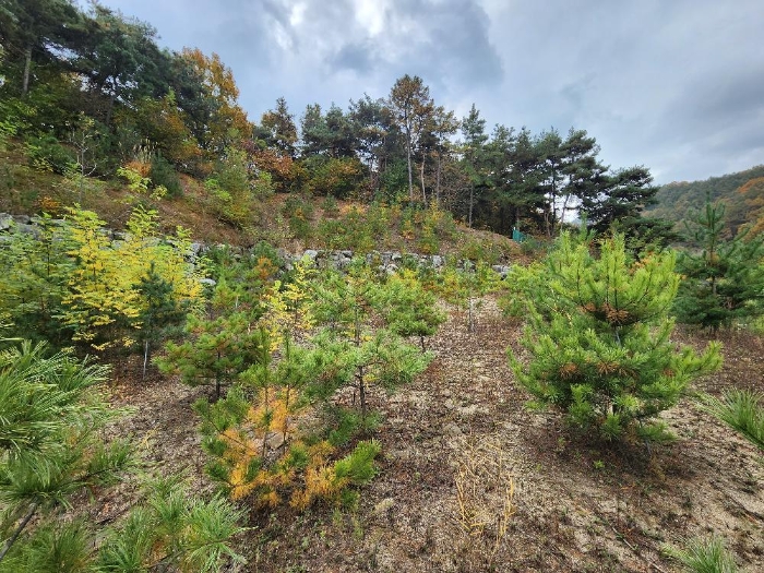 본건 기호 (2)지상 제시외수목 전경