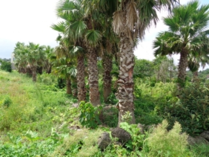 본건(고성리 774-9)