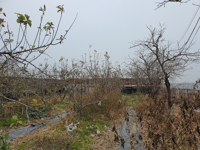 제시외수목 전경