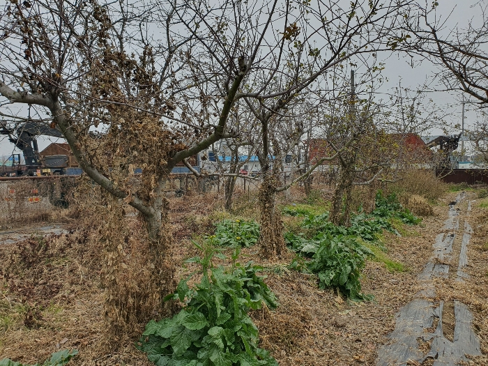 제시외수목(감나무 등) 전경