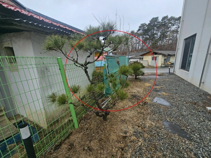 제시외수목 및 디딤돌 등 전경