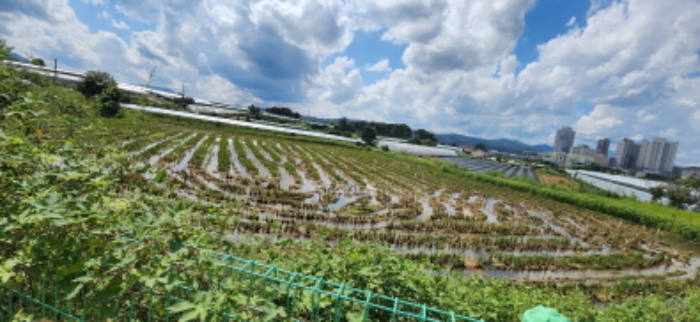 옥산리 230-1 및 주변