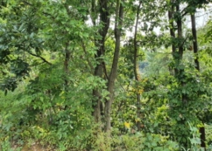 33,36,37,38번 토지