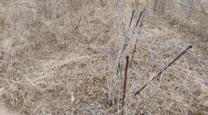 작은 나무 식재되어 있음