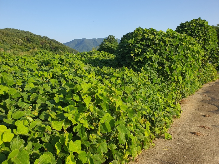 7.본건1근경(북서측전경)