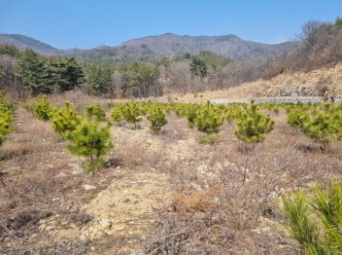 본건 부동산 표시 목록 3 부동산과 그 위에 식재된 소나무 사진