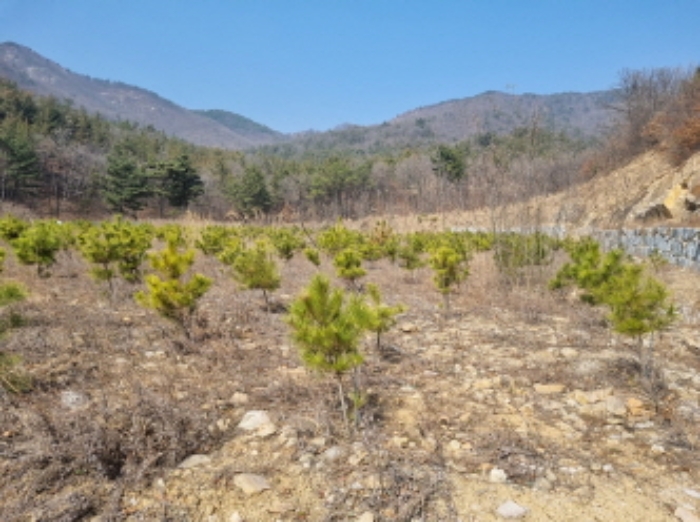 본건 부동산 표시 목록 3 부동산과 그 위에 식재된 소나무 사진