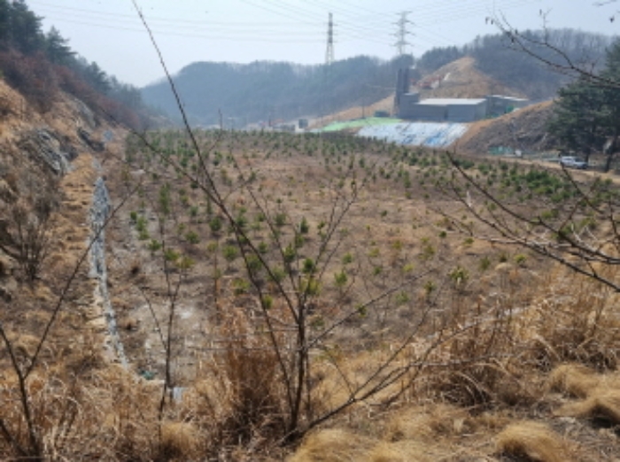 본건 부동산 표시 목록 3 부동산과 그 위에 식재된 소나무 사진