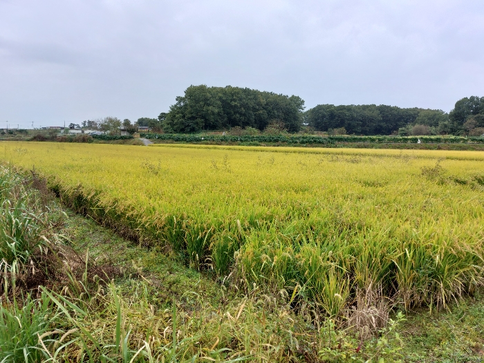 본건 - 북동측 전경