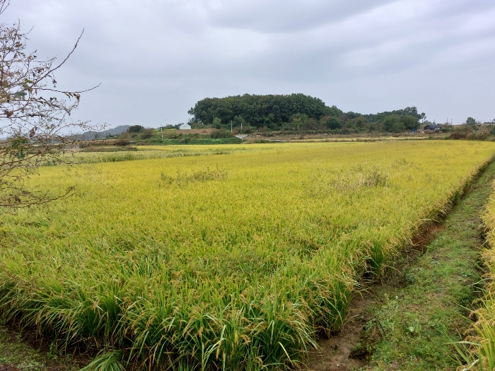 본건 - 북서측 전경