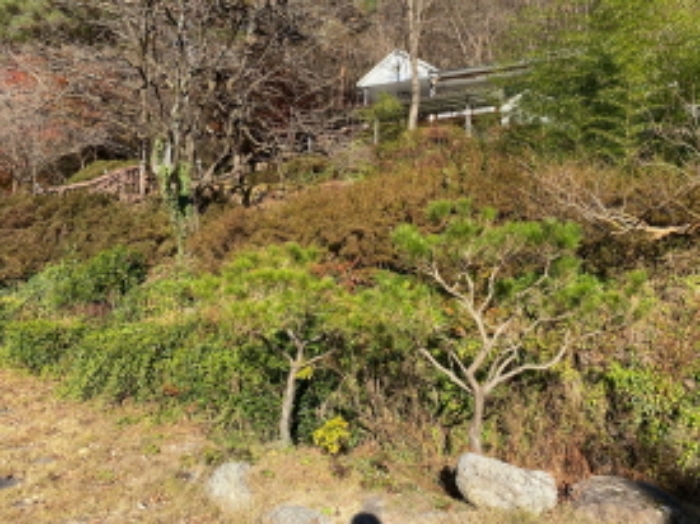 제시외 조경수 및 조경석 사진