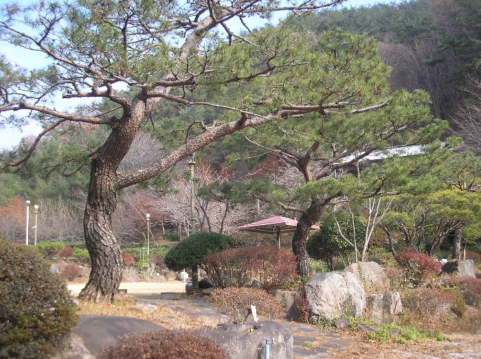 본건 기호(10) 지상 제시외수목4