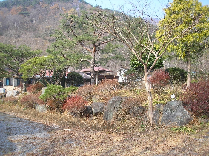 본건 기호(10) 지상 제시외수목3