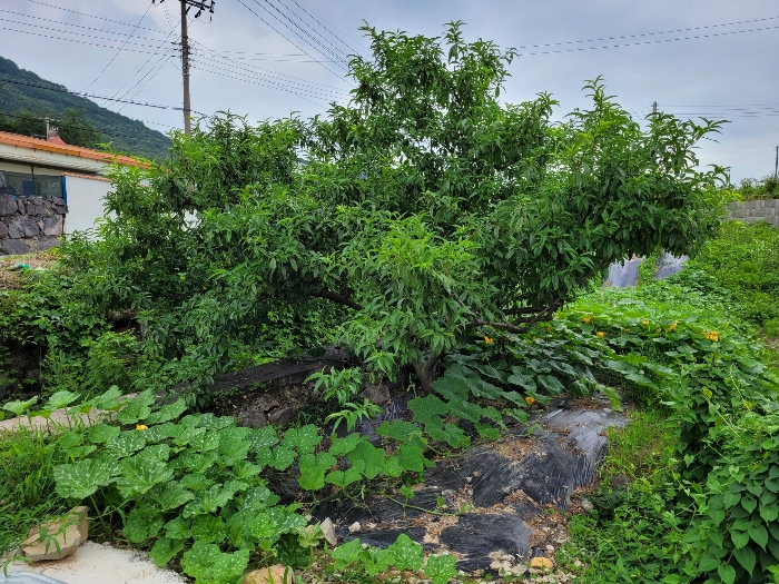 본건 기호 (3) 지상 제시외 수목