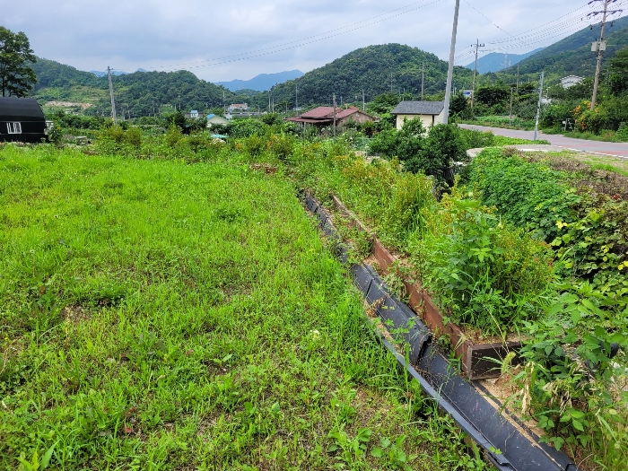 본건 기호 (2) 지상 제시외 수목