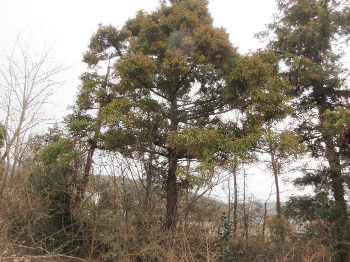 【 본 건 및 제시 외 수목 】