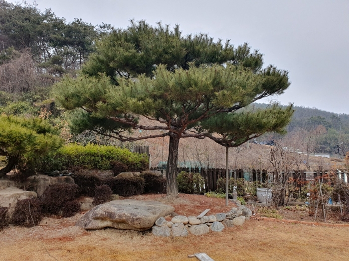 관상수(소나무 등)