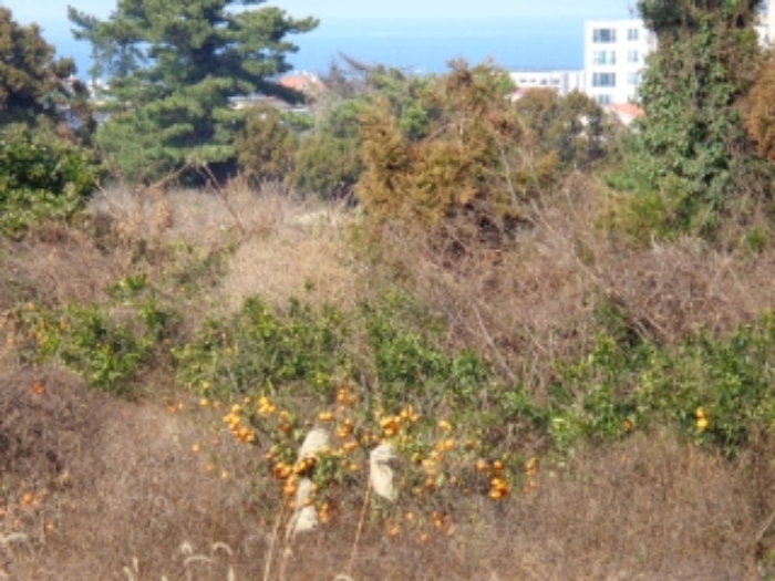 본 건(이호이동 81-1) 지상에 밀감목