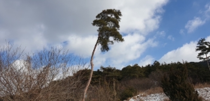 29번 부동산 지상 제시외 수목