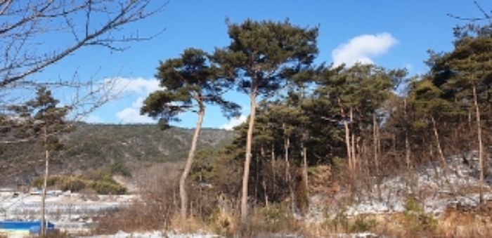 5번 부동산에 식재되어 있는 소나무 모습