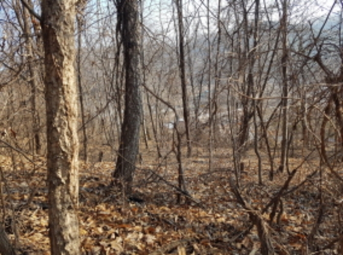 서쪽에서의 전경 (5)