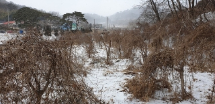 4번 부동산과 지상 제시외 수목 모습