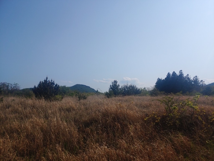 본 건 전 경