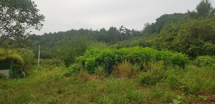 본건 일부 타인 점유부분 전경