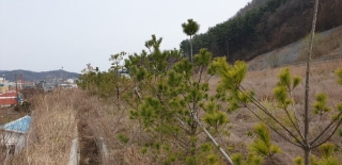 1번 부동산 지상 식재되어 있는 수목 모습