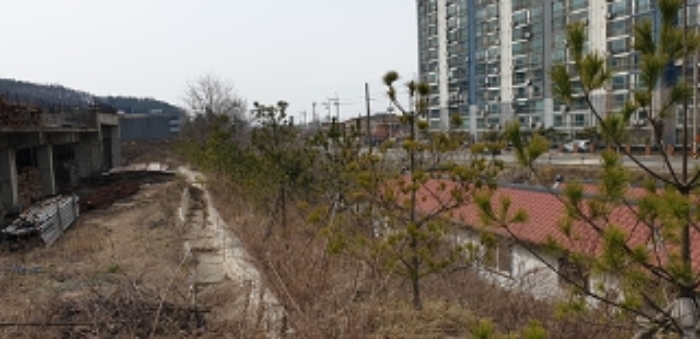 3번 부동산에 식재되어 있는 수목 모습