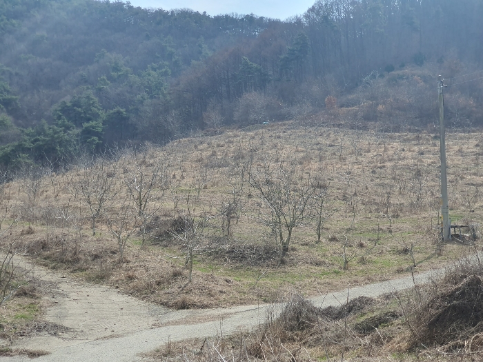 본건 기호1) 소재 수목 1