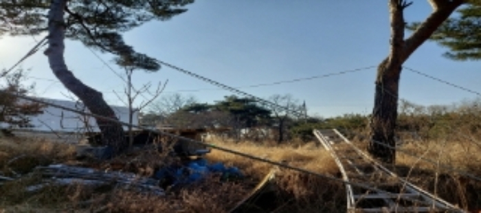 목록3,6,7 토지 일부(폐타이어용기화분에 가식된 소나무) 전경