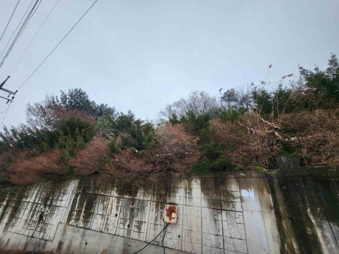 제시 목록 5 부동산(경계 외곽부근 수목 등)