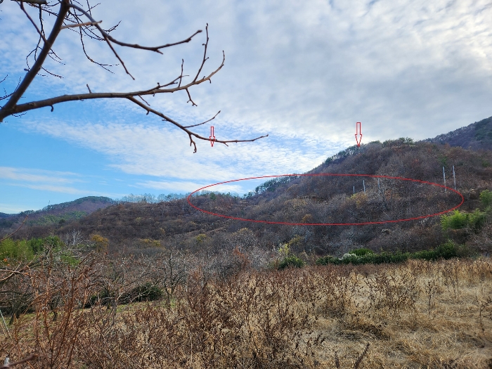 본건의 전경[기