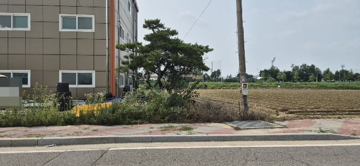 경계부근 제시외수목(본건 토지에 소재하는 것으로 목측되는 제시외수목 2주-정확한 위치 및 경계는 지적측