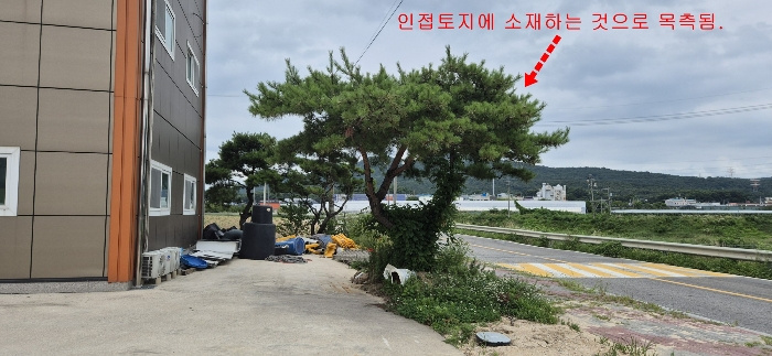 경계부근 제시외수목(1주는 인접토지에 2주는 본건 토지에 소재하는 것으로 목측됨-정확한 위치 및 경계는 