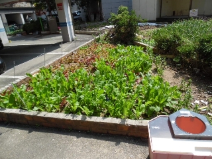 목록1. 전경(상추 경작)