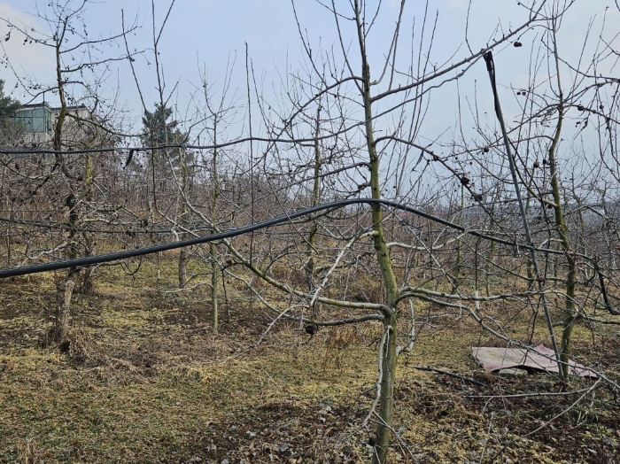 기호 3) 지상 타인소유로 탐문조사되는 수목(사과나무)