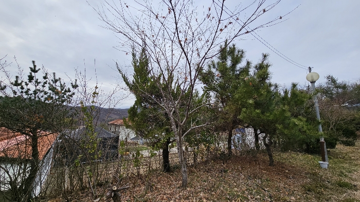 본건 기호(6) 지상 제시외수목(단풍나무)