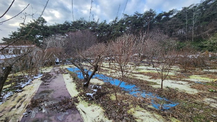 일련번호3) 제시외수목